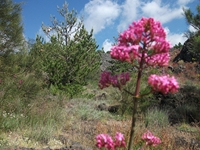nte Rinatu-20110615 022
